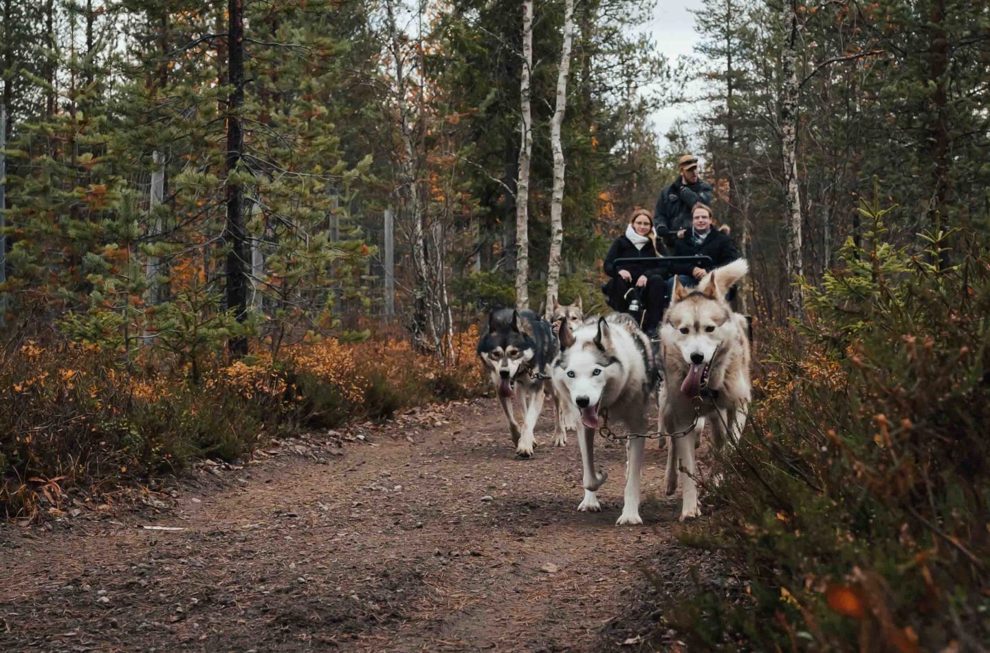 autumn self-driven husky safari pure lapland rovaniemi