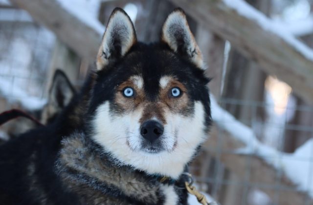 self-driven siberian husky safari pure lapland rovaniemi