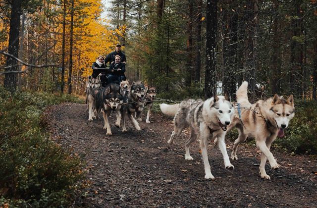 Husky ride at Pure Lapland